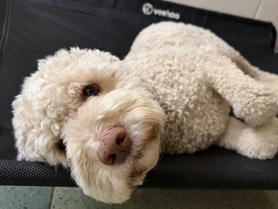 A fluffy doodle lying on its side on a dog bed