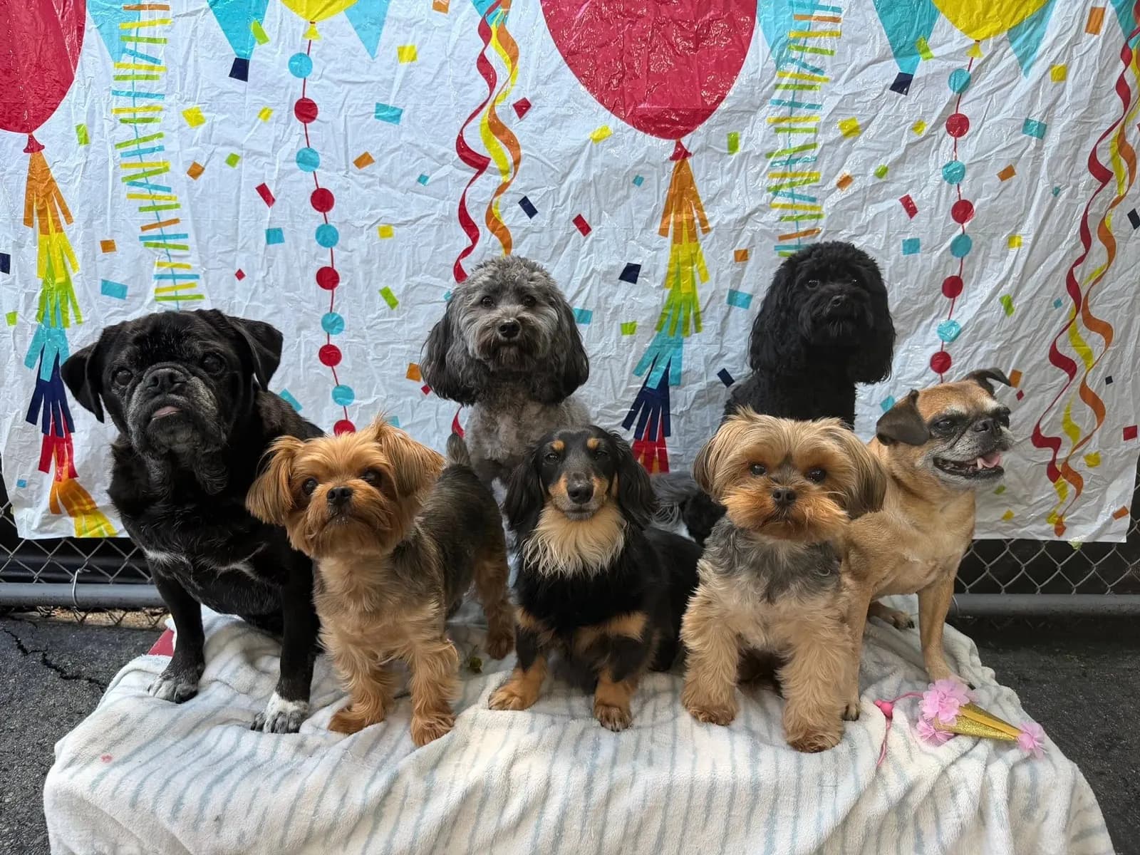 A group of small dogs lined up for a birthday photo