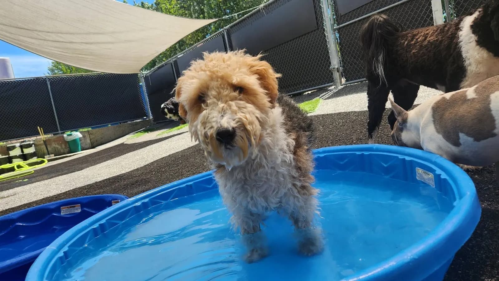 A wet doodle standing in a paddling pool in the outdoor play yard