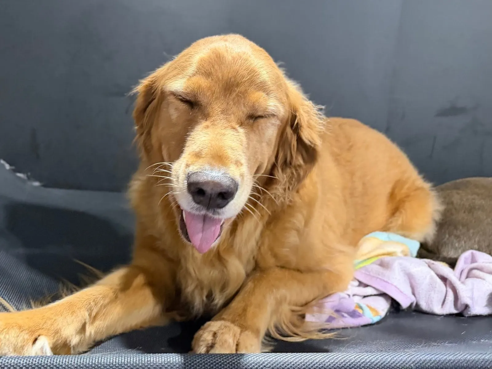 A sleepy Golden Retriever yawning on its bed