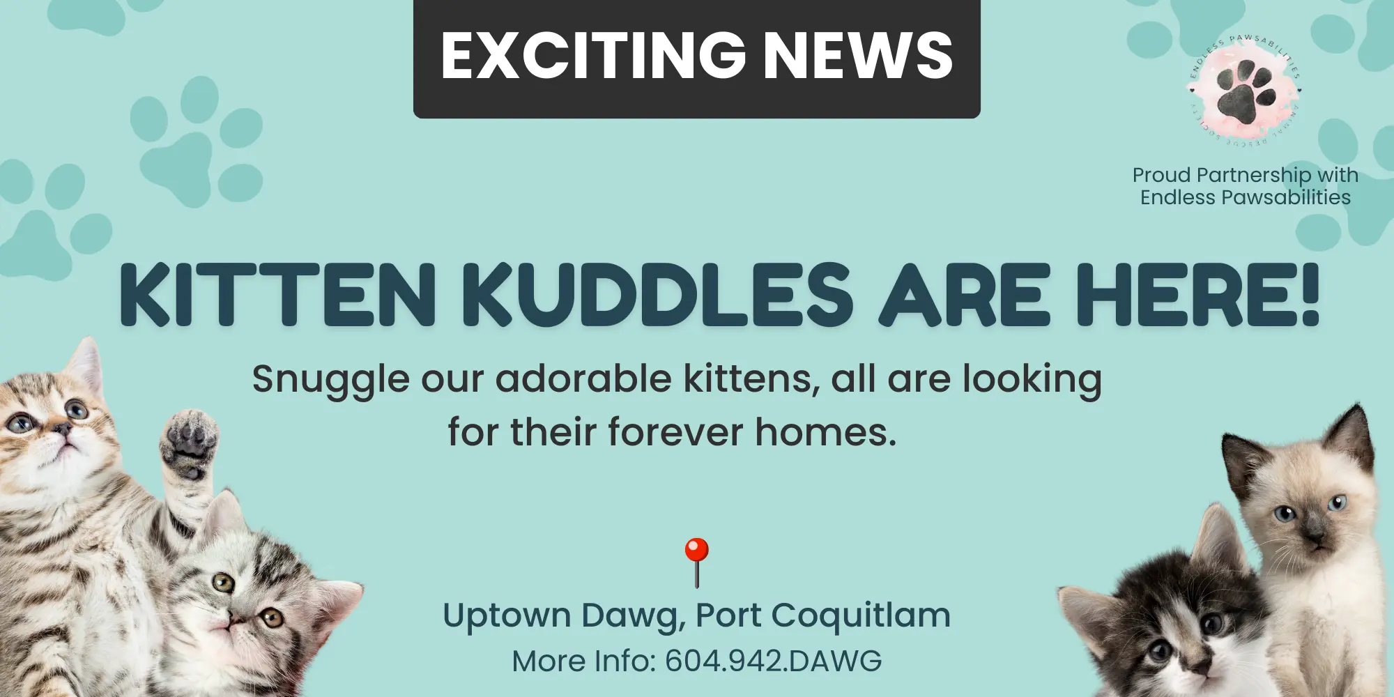 Exciting news: Kitten Kuddles are here! Snuggle our adorable kittens, all looking for their forever homes. Uptown Dawg Port Coquitlam, a proud partnership with Endless Pawsabilities.
