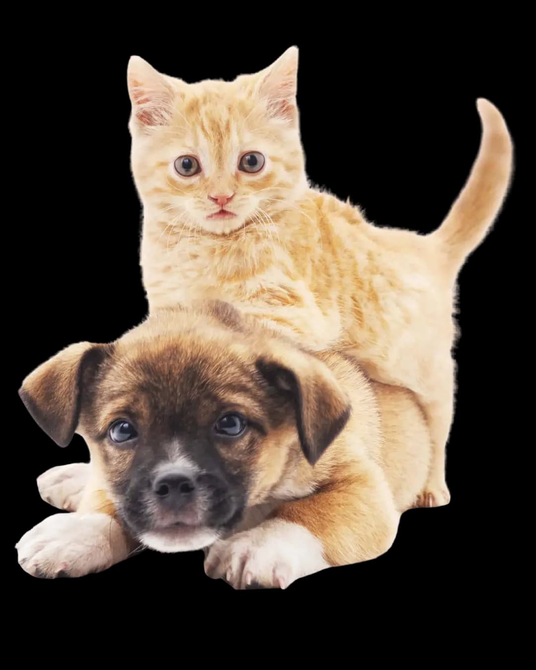 A kitten and a puppy
