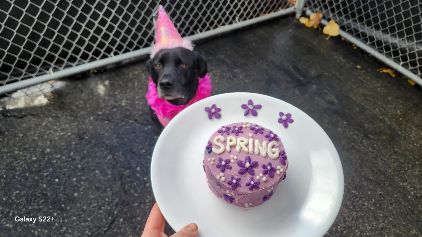A small round purple birthday cake decorated with flowers