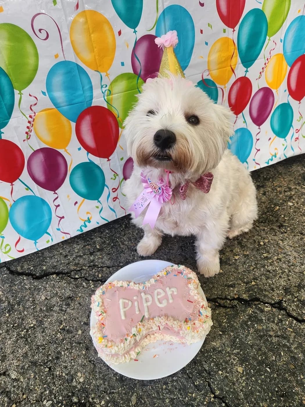 A Westie with a bow next to a bone-shaped birthday cake