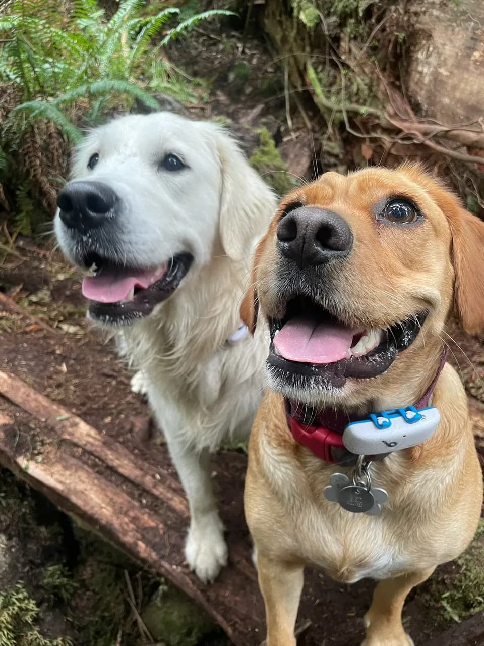 Two smiling dogs sitting on a log in the forest