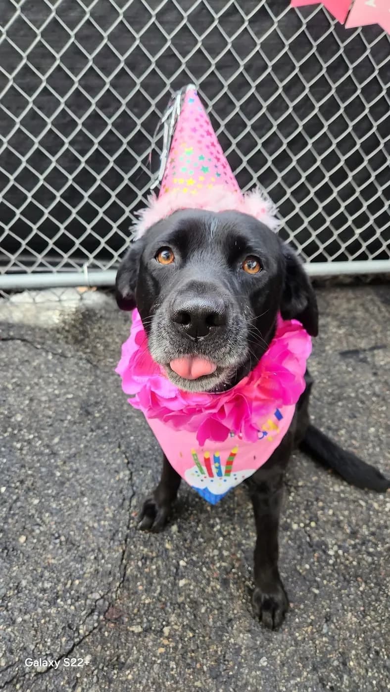 A black Labrador in a party hat and pink frills