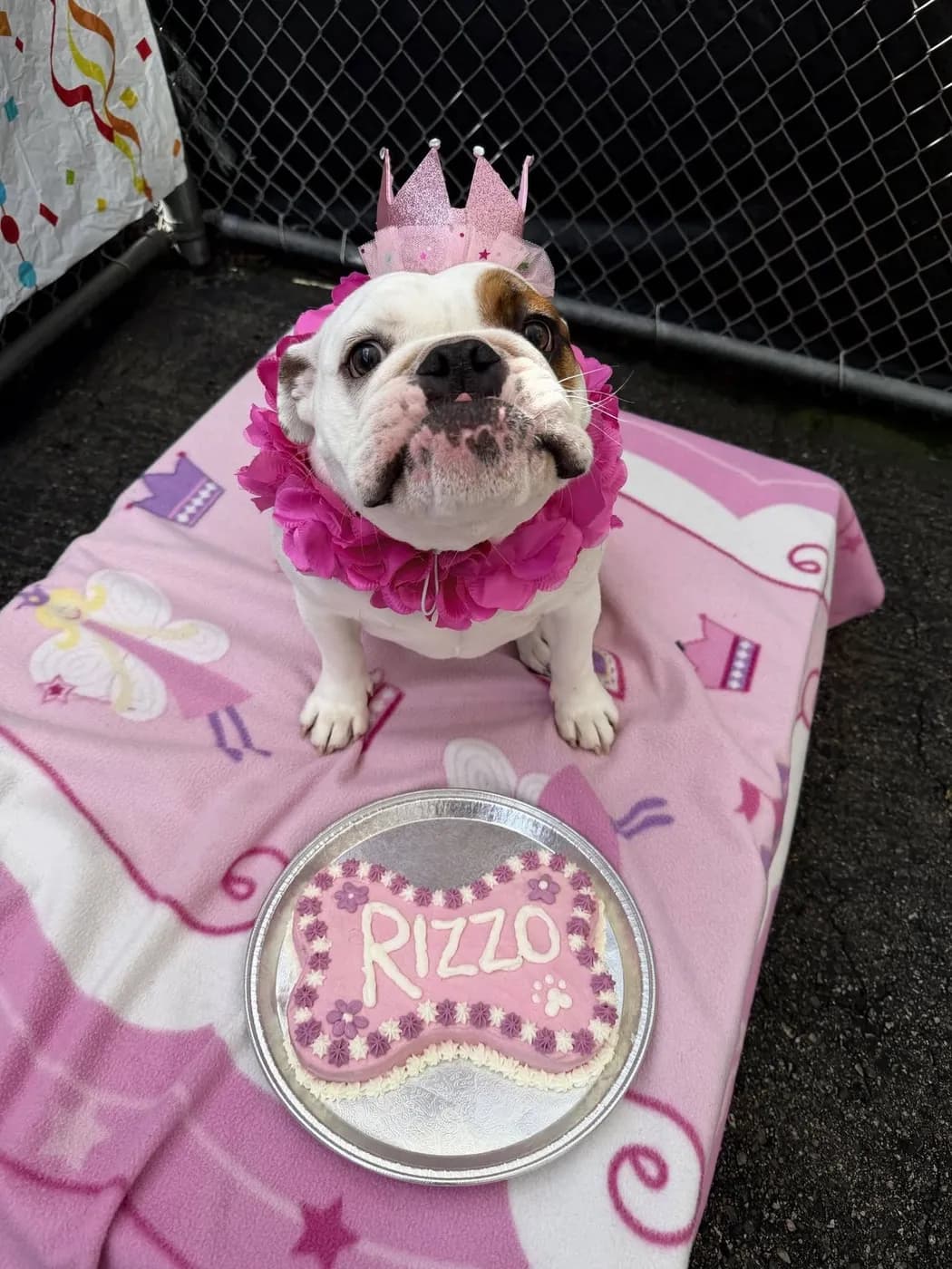 A bulldog in a crown with a bone-shaped birthday cake