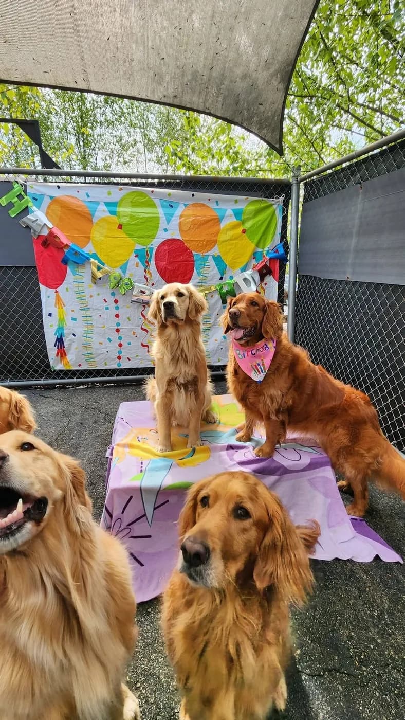 Golden Retrievers posing in front of a balloon backdrop