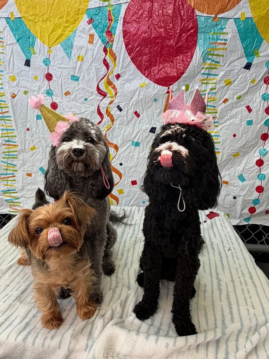 Three small dogs in party hats at a birthday pawty