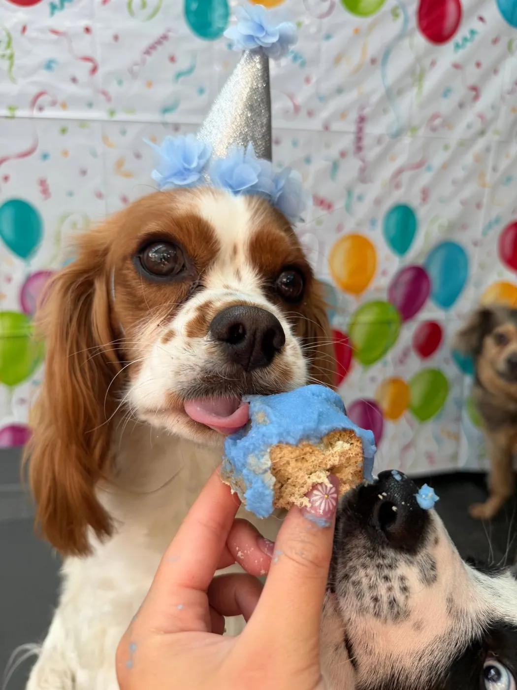 A Cavalier King Charles Spaniel taking a bite of cake
