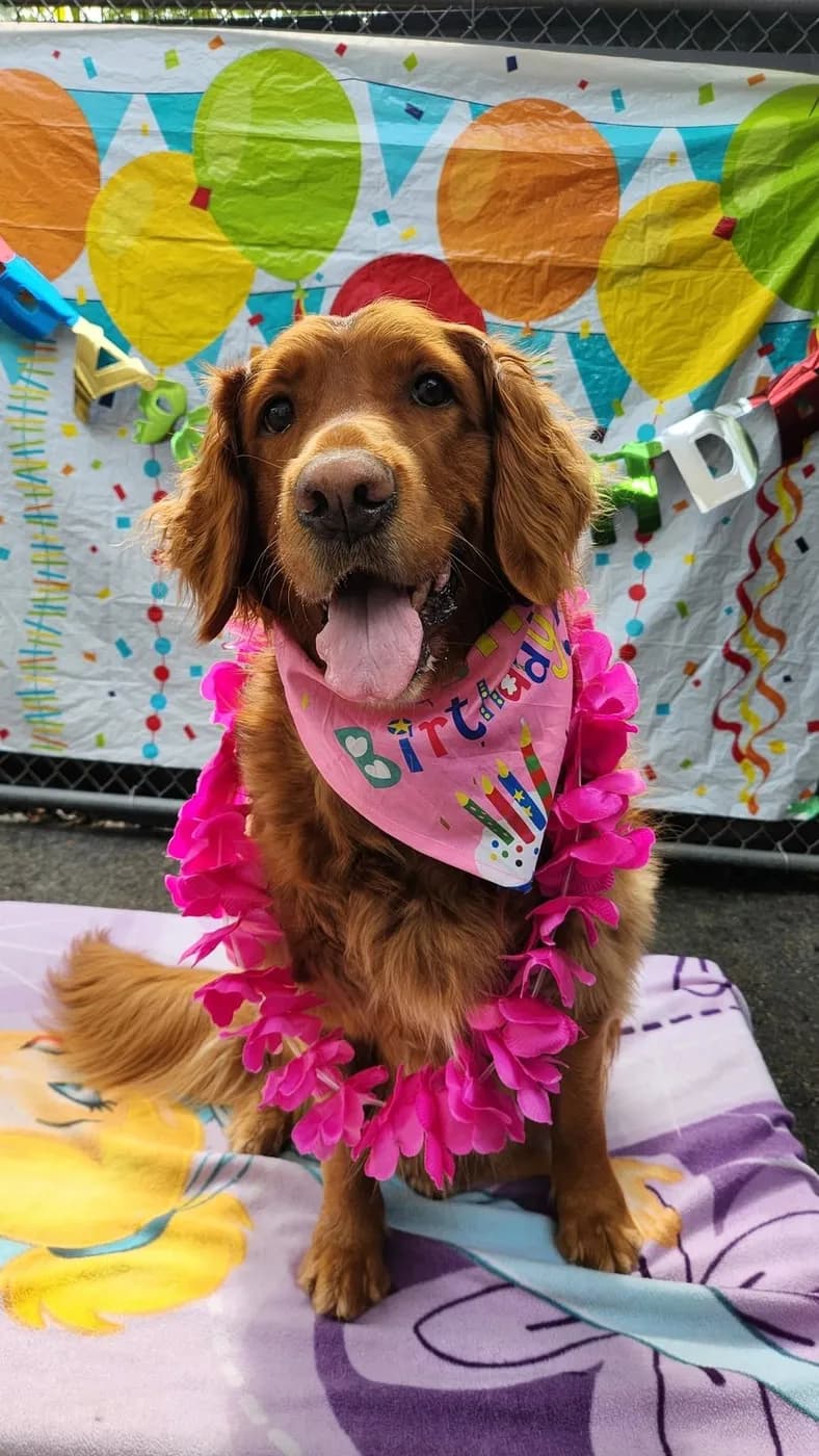 A Golden Retriever wearing a birthday bandana at its pawty
