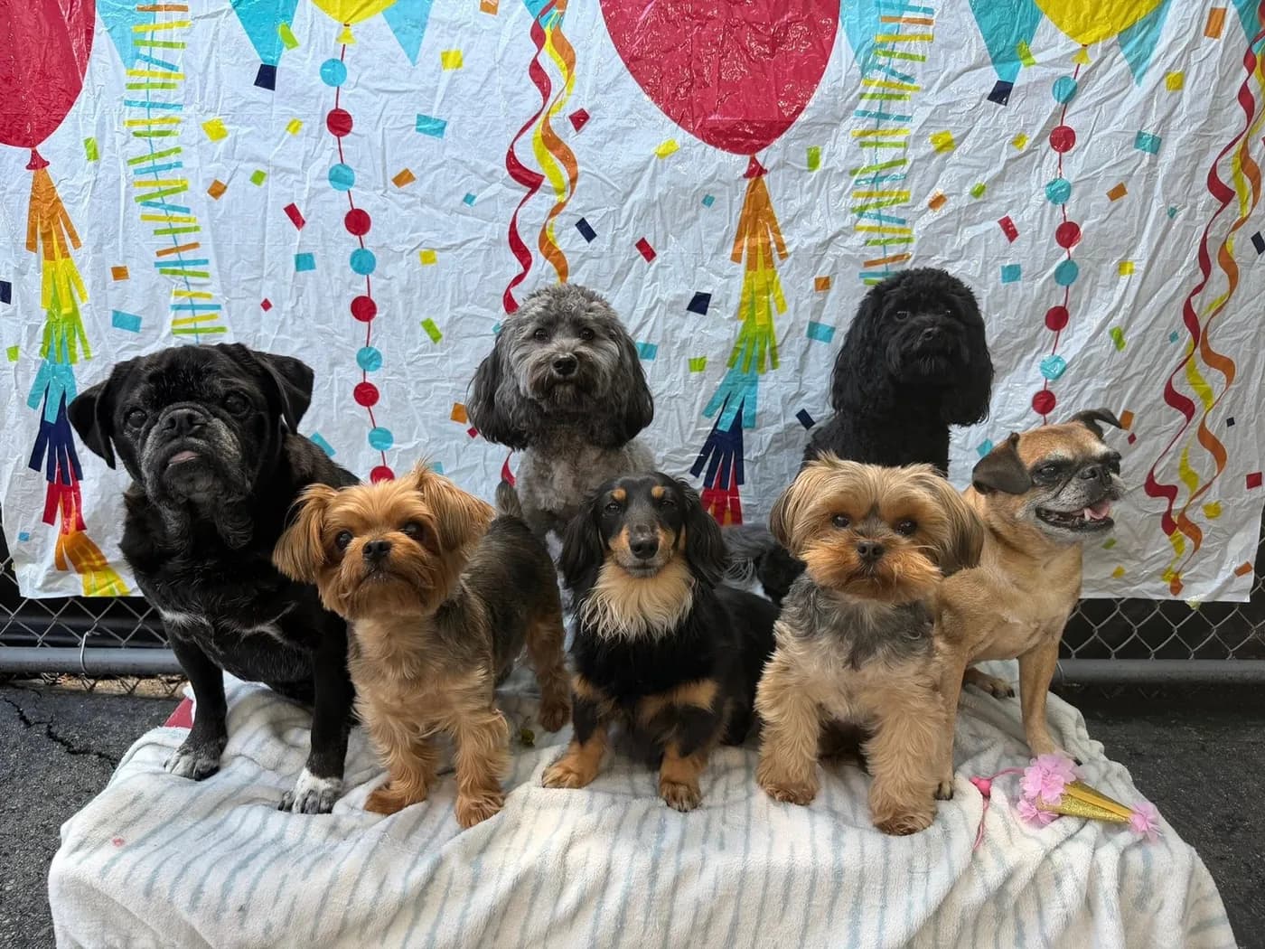 A group of small dogs lined up for a birthday photo
