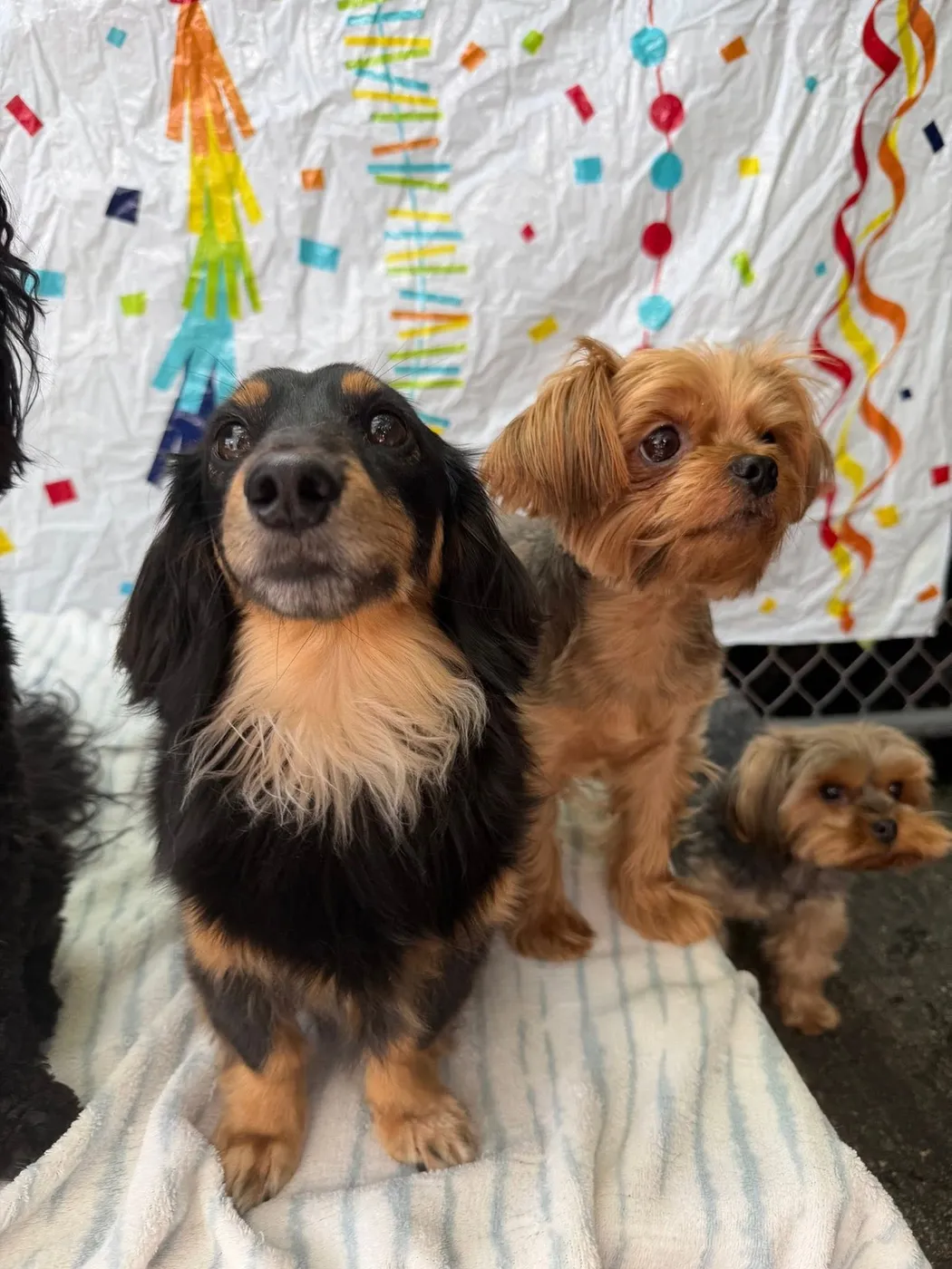 Three dogs posing in front of a confetti backdrop