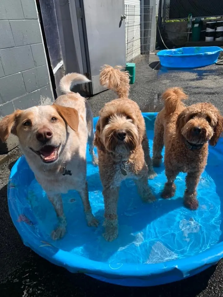 Three wet, happy dogs standing in a paddling pool at daycare