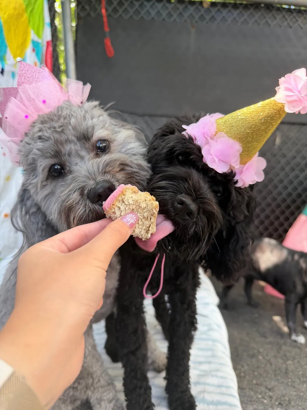 Two small dogs in party hats being offered a treat
