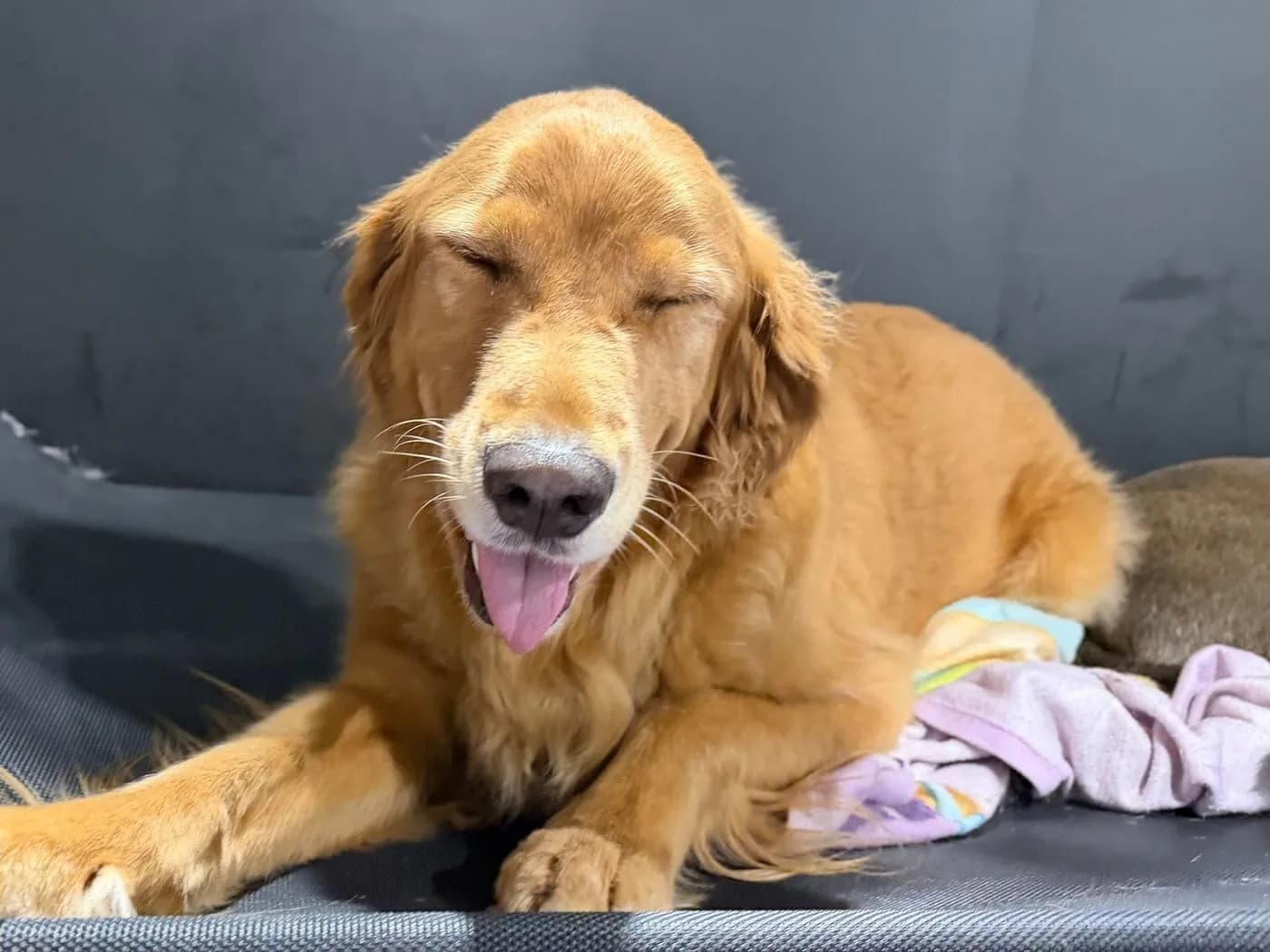 A sleepy Golden Retriever yawning on its bed