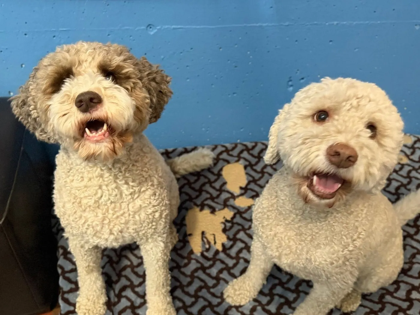 Two curly-coated dogs sitting side by side on a blanket