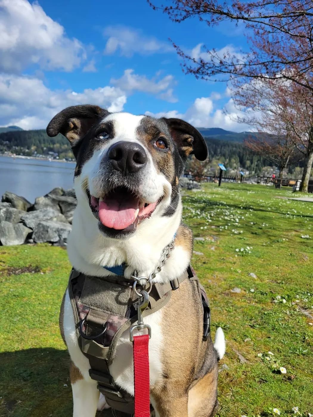 A smiling dog at the Rocky Point Park waterfront