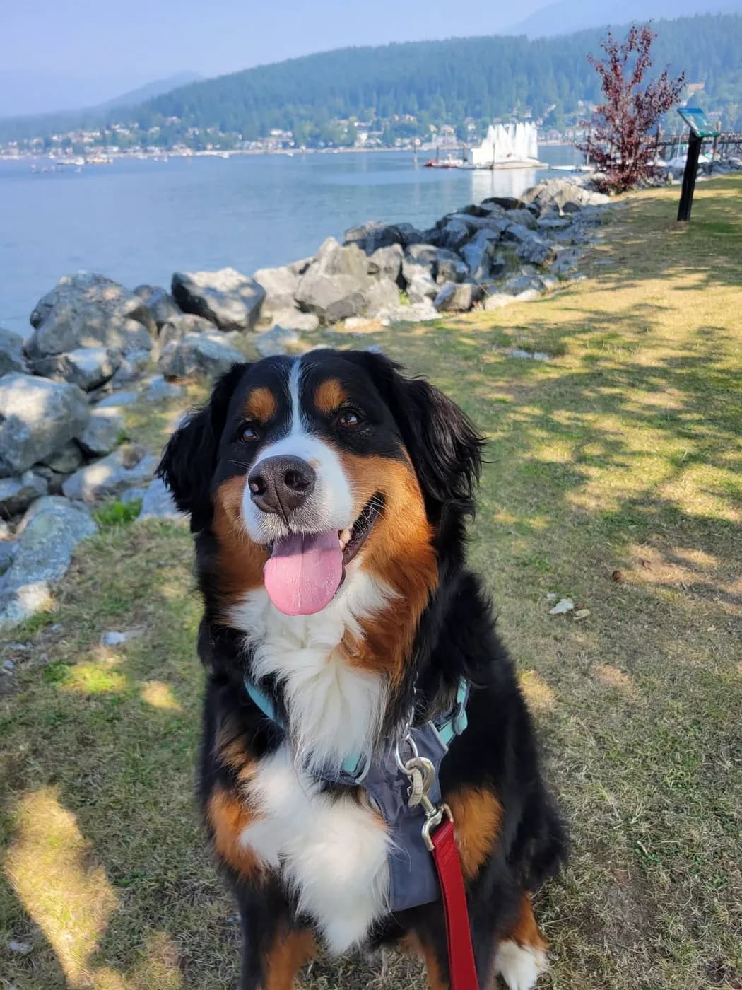A Bernese Mountain Dog beside the rocks at Rocky Point