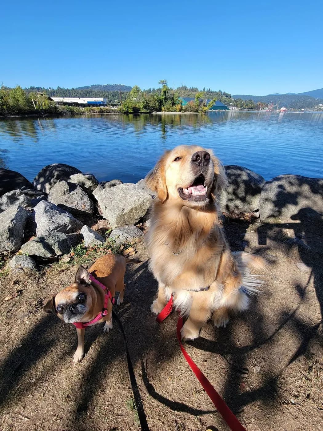 A Golden Retriever and a pug on the shoreline at Rocky Point