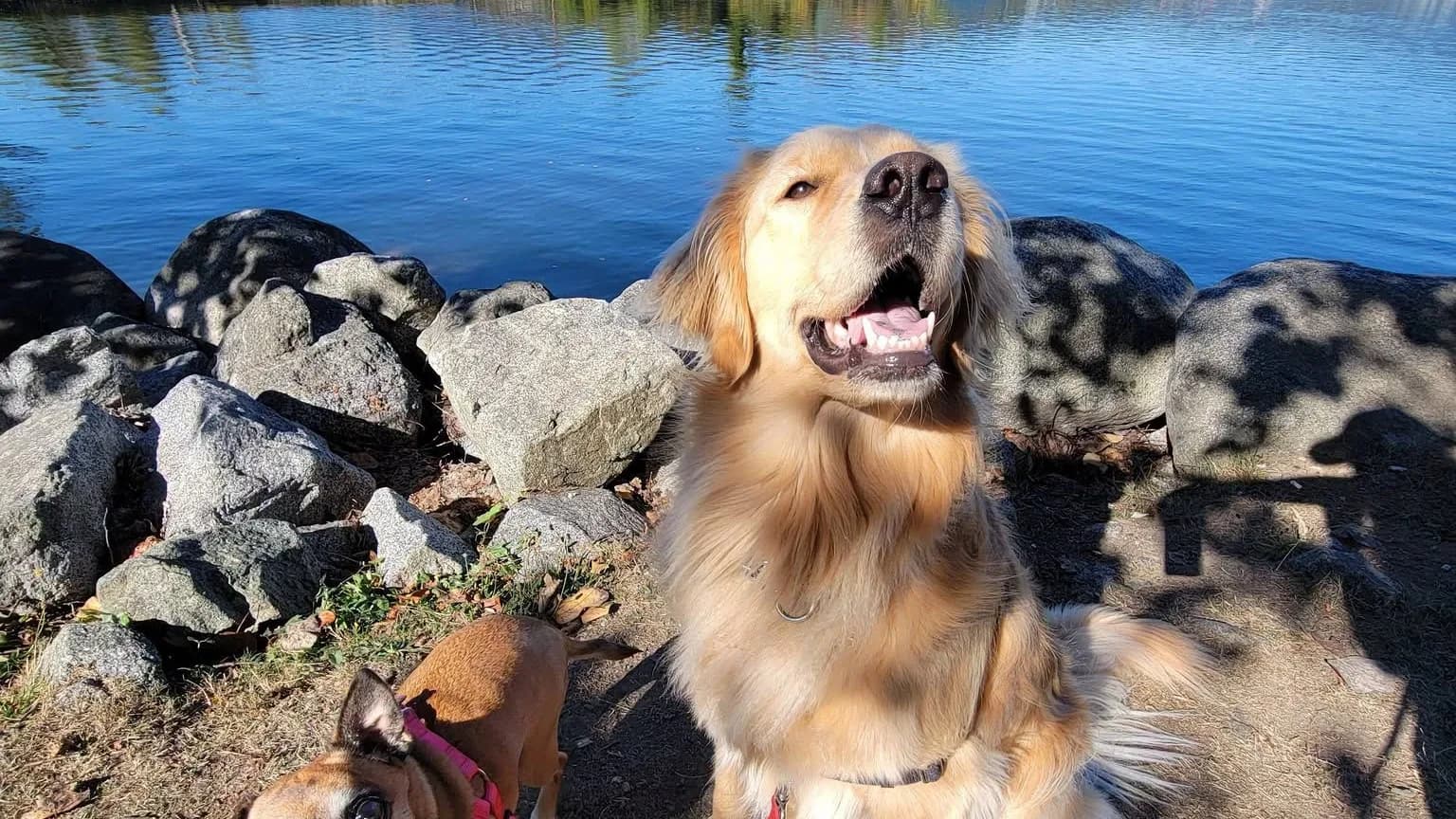 A Golden Retriever and a pug on the shoreline at Rocky Point Park