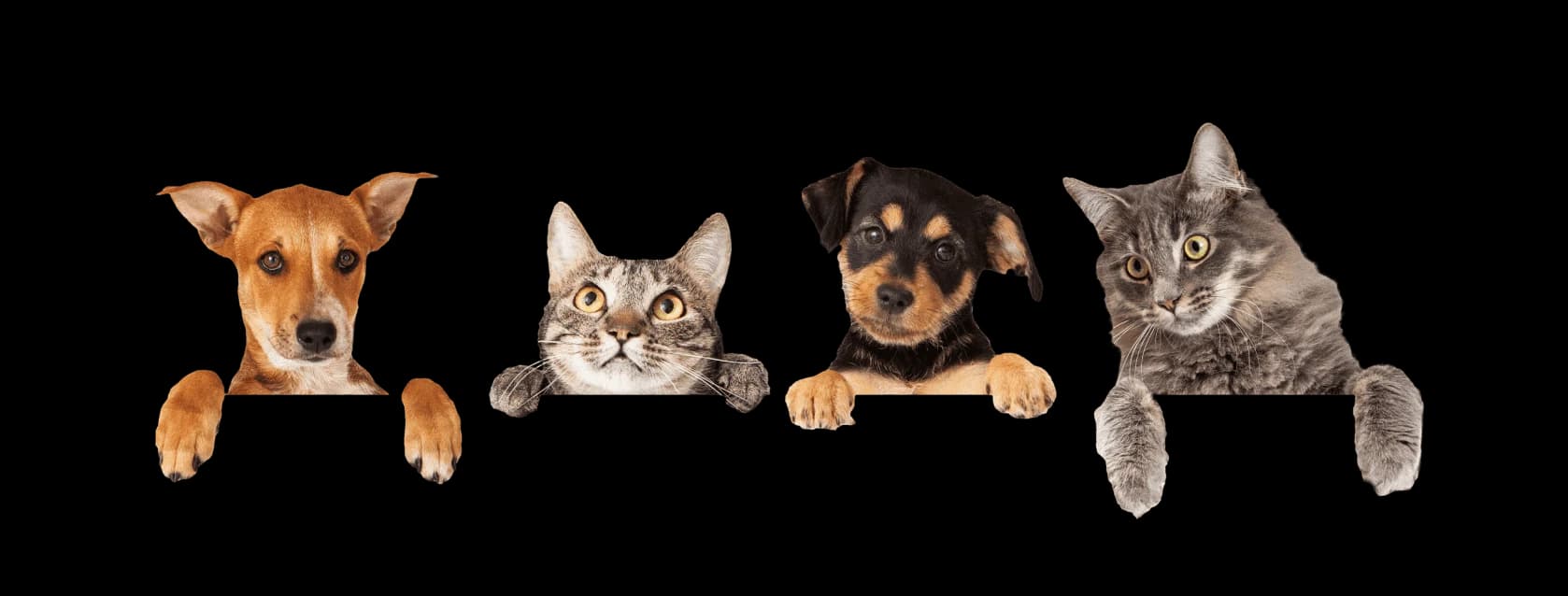 Two dogs and two cats peeking over a ledge