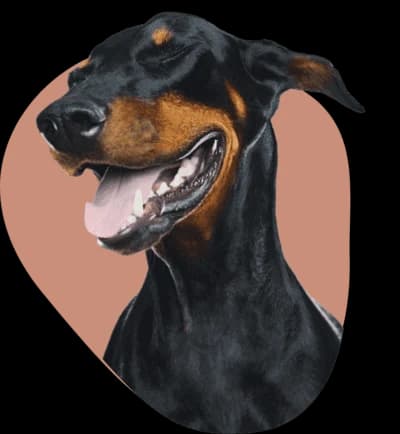 A happy Doberman